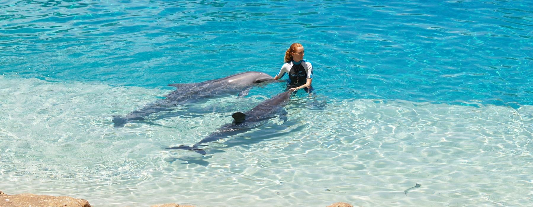 a person playing with two dolphins in the water